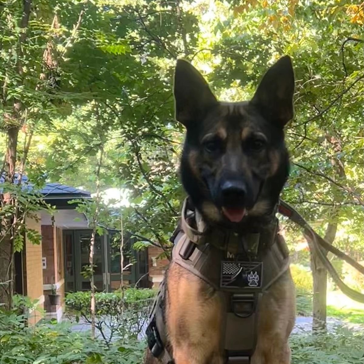 Major, explosives detection K9, on duty